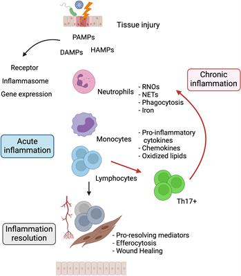 Old and New Players of Inflammation and Their Relationship With Cancer Development